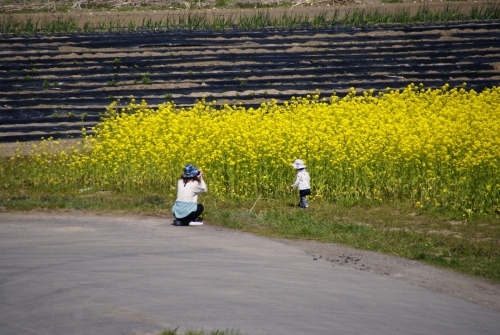 いい親子でした。菜の花と (1280x857).jpg