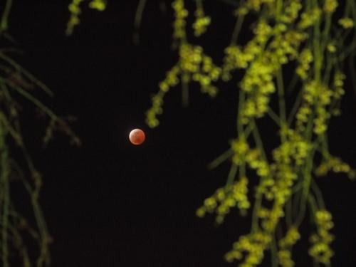 皆既月食とつぼみの桜20150404