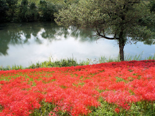 津屋川堤防　彼岸花　岐阜県海津市