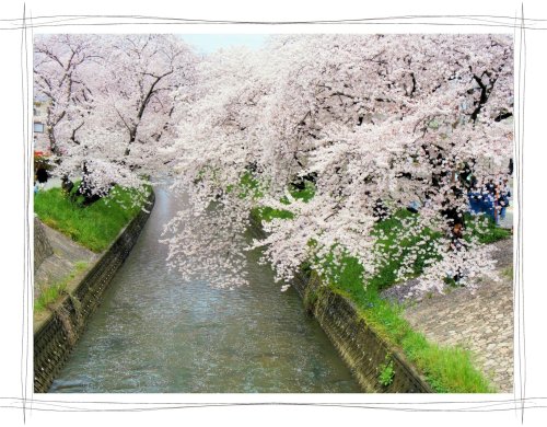 岩倉桜まつり　五条川