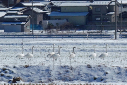 白鳥　2016.02.18