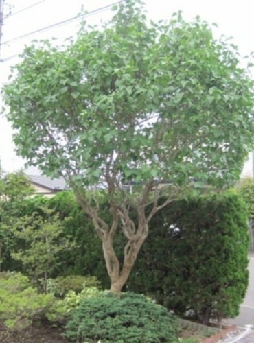 2014夏休み (3)(V.2014_08_15__12_51_51).jpg