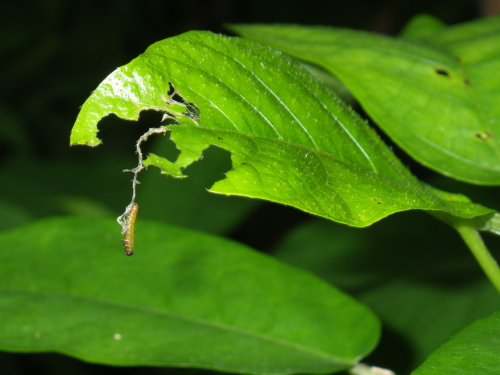 イシガケチョウの幼虫