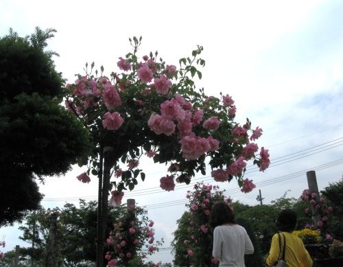 バラ園6.jpg