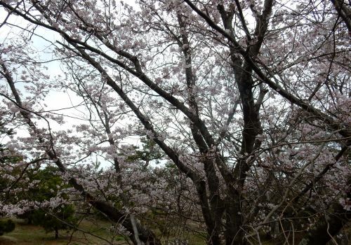香良洲公園桜jpg.jpg
