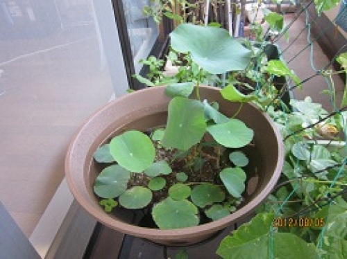 IMG_2856蓮.jpg