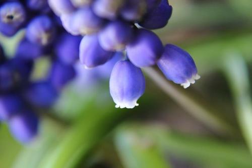 20160312 ムスカリ2.jpg