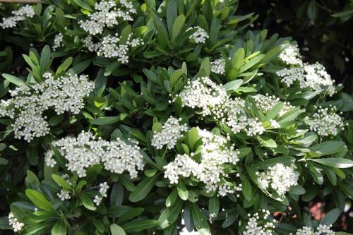 20160505 トキワサンザシ6.jpg