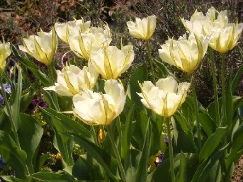 DSCN8011 (300x225).jpg