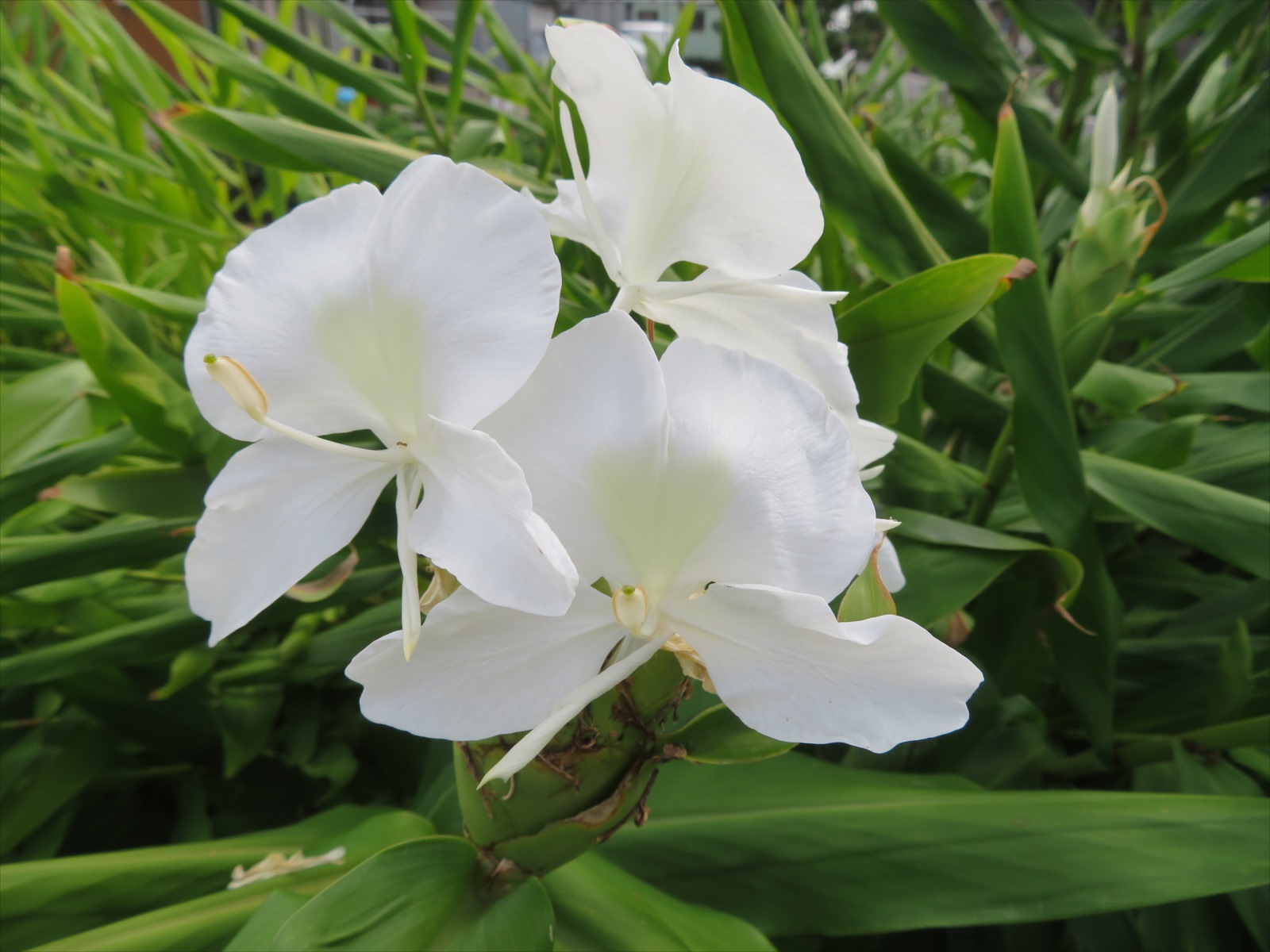 ジンジャーの花 9月15日 ニンニク父さんのブログ 楽天ブログ