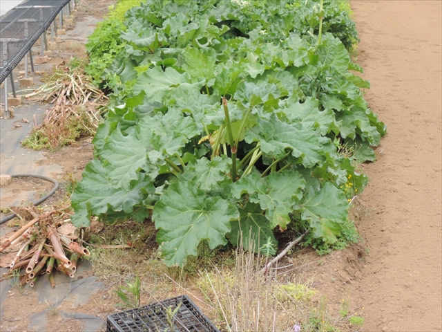 シレネ・ファイヤーフライ | 田舎の花屋日記 - 楽天ブログ
