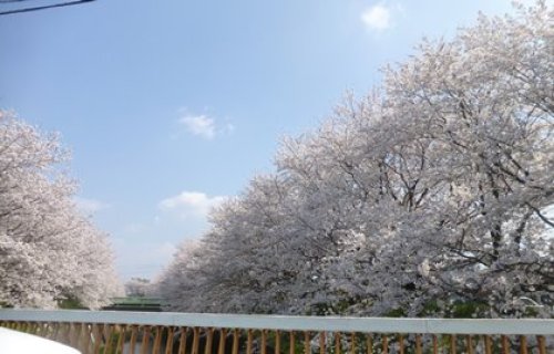 川沿いの桜.JPG