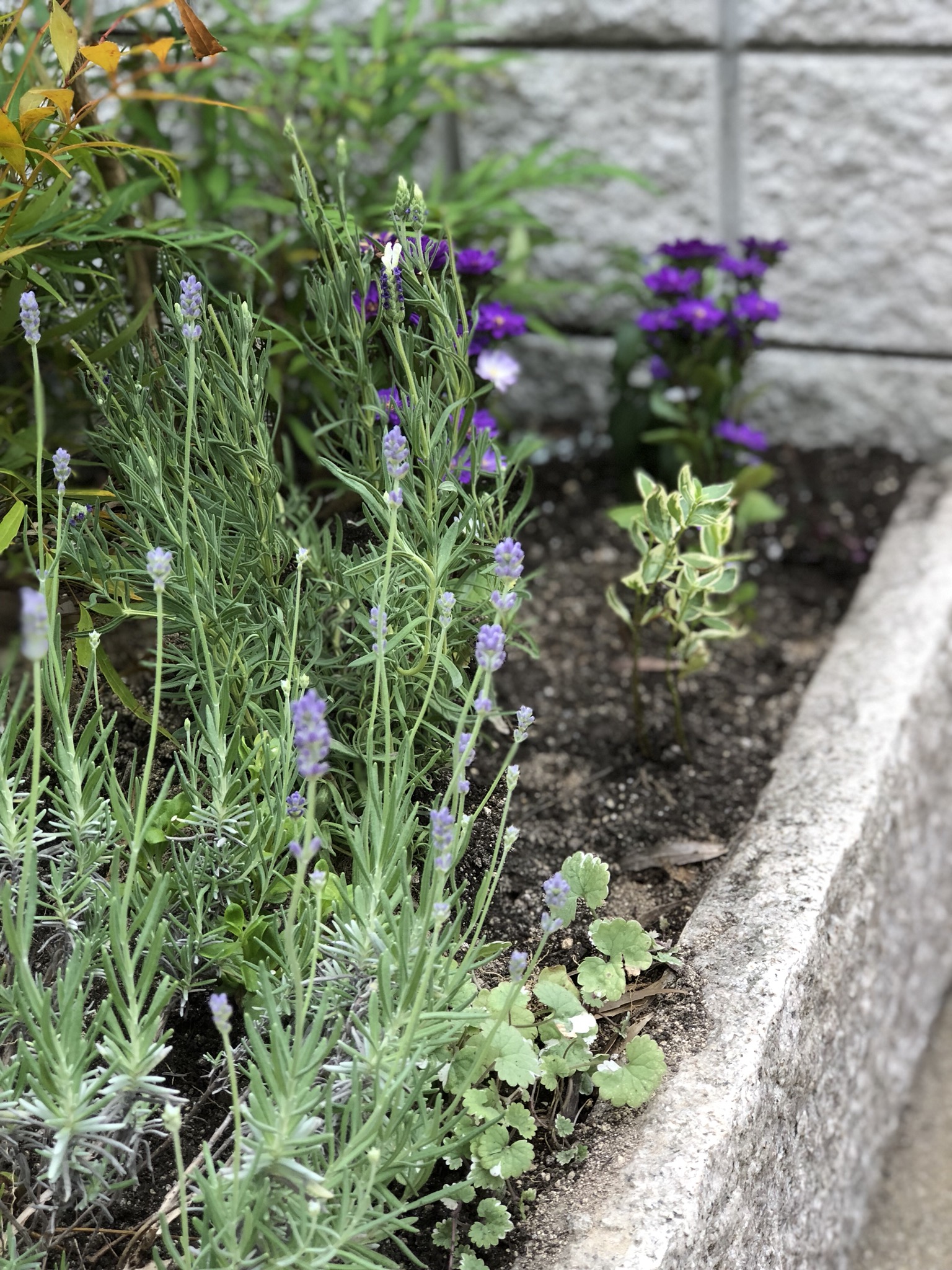 アプローチ花壇にお花を植えました Start From Scratch 田舎ガーデン 楽天ブログ
