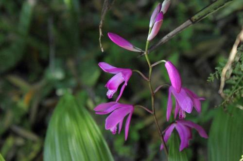 20160429 シラン3.jpg