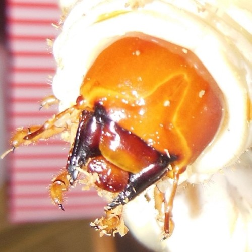 hB4Cα-80-14 (2).JPG