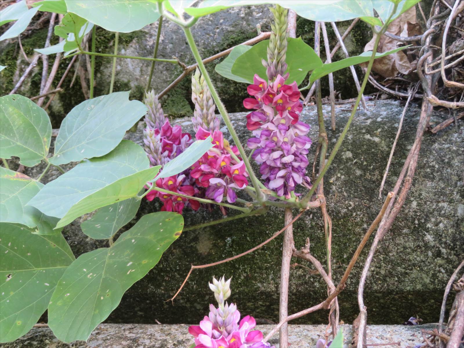 クズの花 9月11日 ニンニク父さんのブログ 楽天ブログ