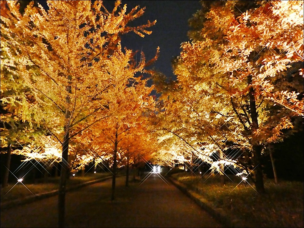 神戸市立森林植物園 紅葉のライトアップ カプリス ラポール 楽天ブログ