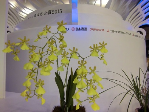 Trt.splendidum fma.album 'Nabana Yellow'.jpg