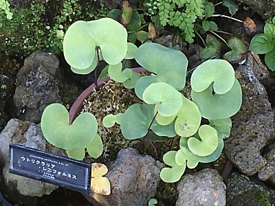 秋のサラセニア、ラストスパート | 僕の食虫植物日記 - 楽天ブログ