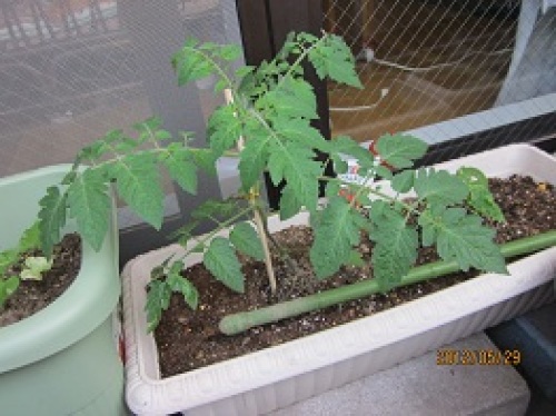 IMG_2384アイコ.jpg