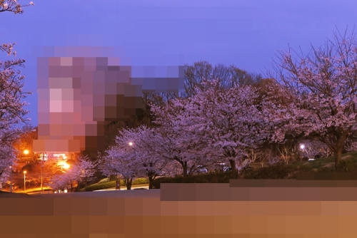 20170410_桜02a.JPG