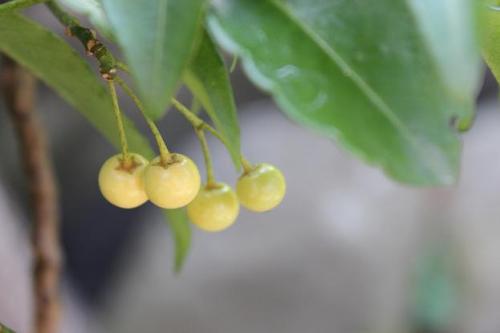 20150118 マンリョウ白2.jpg