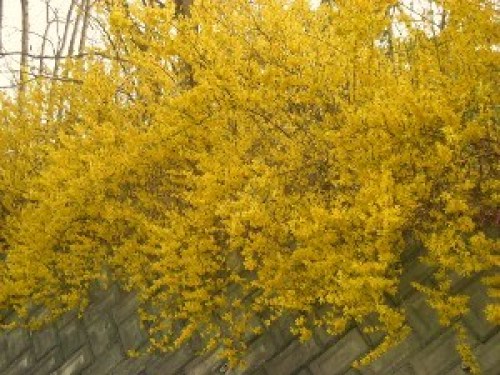 DSCN8272 (300x225).jpg