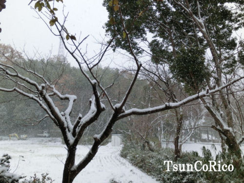 雪20141218 (2).JPG