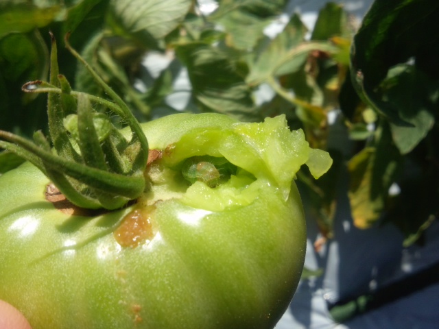 トマトの葉が内側に巻く原因は窒素過多 家庭菜園デザインノート 楽天ブログ