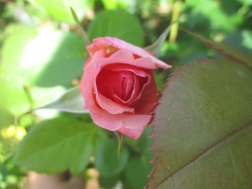 IMG_1078[1]