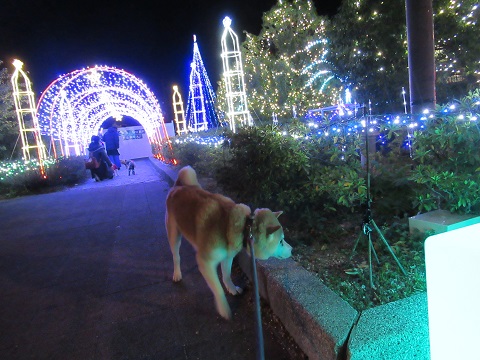 刈谷ハイウェイオアシス 柴犬ゴンのお散歩日記 楽天ブログ