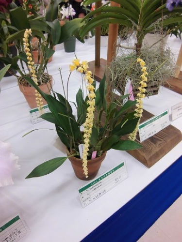 Dendrochillum cobbianum.jpg