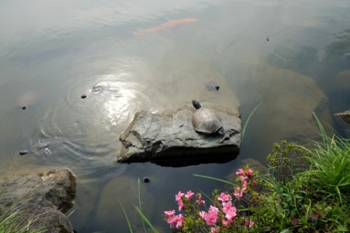 6.Jun.2017 KIYOSUMI TURTLE.jpg