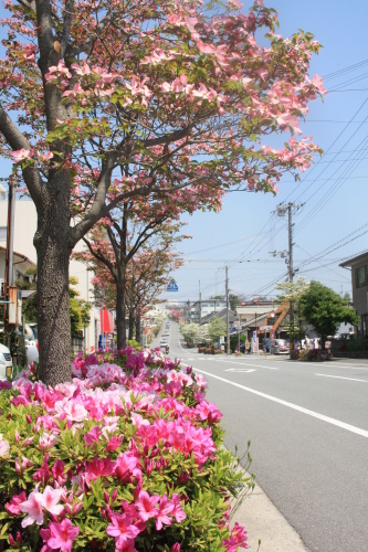 大島町つつじ２.JPG