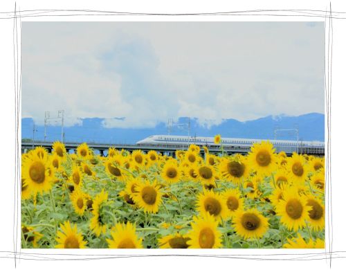 大垣ひまわり畑　ひまわりと新幹線
