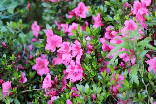 20170604 サツキ.jpg