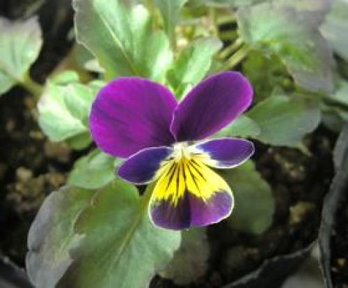 C:\fakepath\viola131228-2.jpg