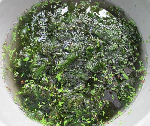 20140803 マツモ&ウキクサ&ミジンコウキクサ.jpg