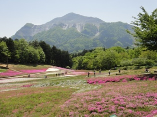 芝桜と武甲山.jpg