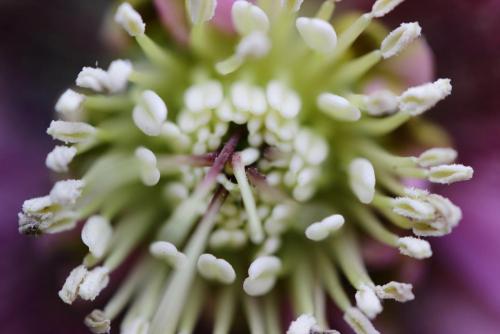 20170312 クリスマスローズ.jpg