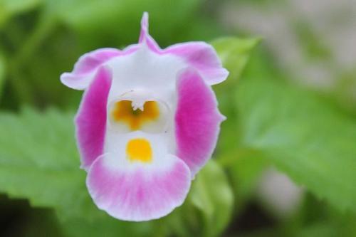 20150711 トレニア4.jpg