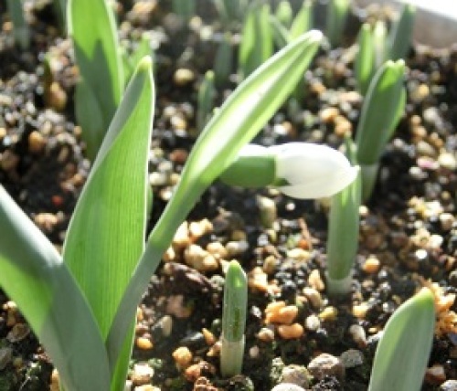 snowdrop150103-3.jpg