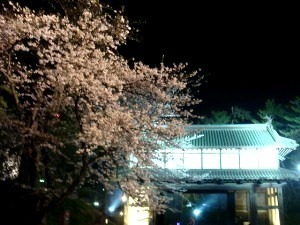 桜(V.2013_12_11__11_42_01).jpg