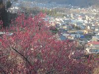 IMG_2173_R.JPG
