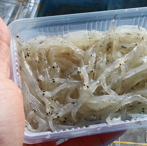 白魚２.jpg