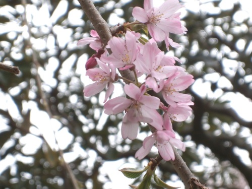 枝垂れ桜２.JPG