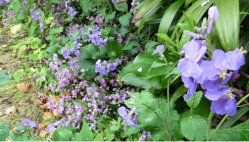 紫花菜.jpg