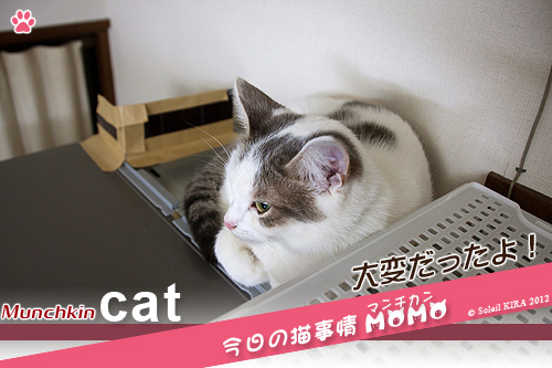 猫 ネコ マンチカン munchkin_momo121124.jpg