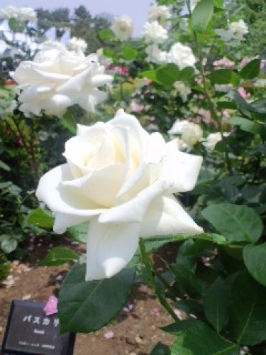 PA0_0118.JPG