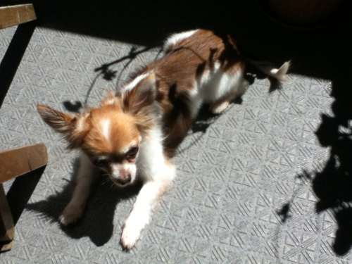 201208231256_7806_iphone.jpg